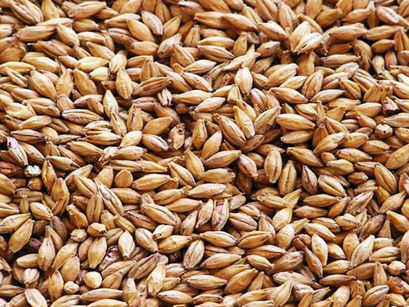 Cebada Tostada
