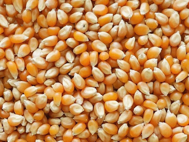 Maíz Pop Corn