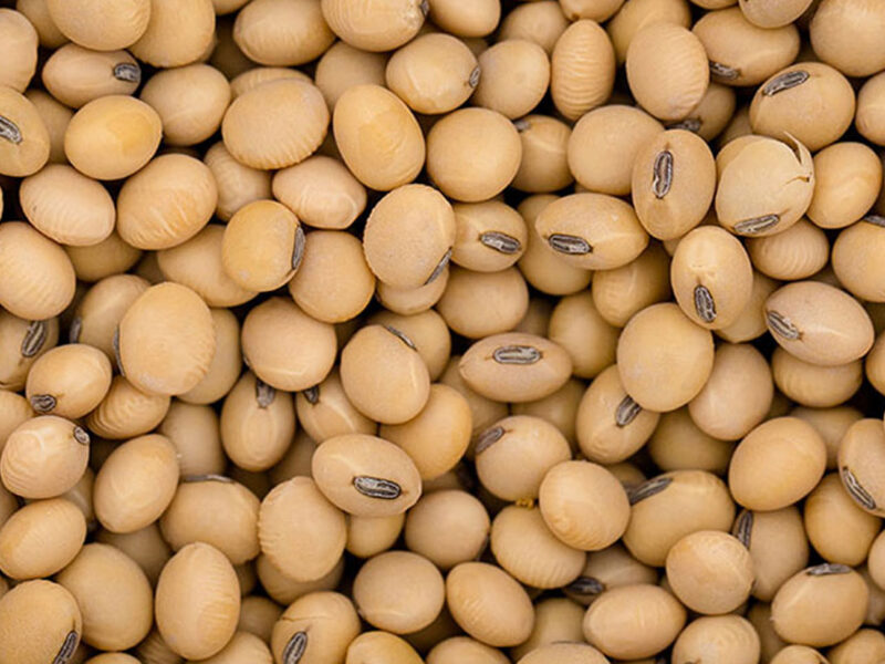 Soya